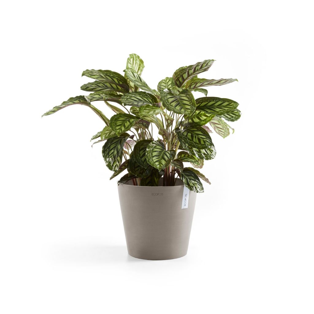 AM.25.TA-Productshot_03-Ecopots_plant
