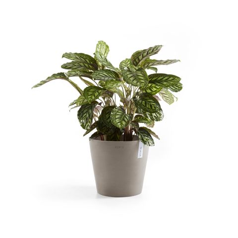 AM.25.TA-Productshot_03-Ecopots_plant