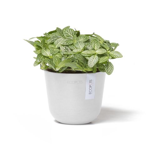 OSL.11.PW-Productshot_01-Ecopots_plant