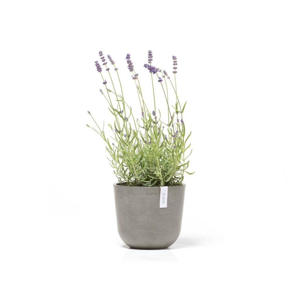 OSL.19.TA-Productshot_01-Ecopots_plant