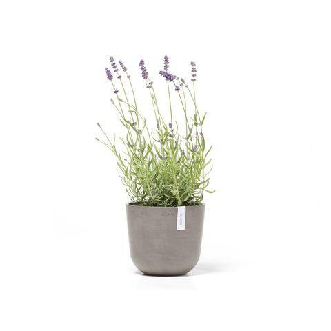 OSL.19.TA-Productshot_01-Ecopots_plant