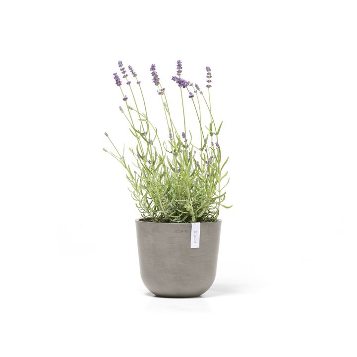 OSL.19.TA-Productshot_01-Ecopots_plant