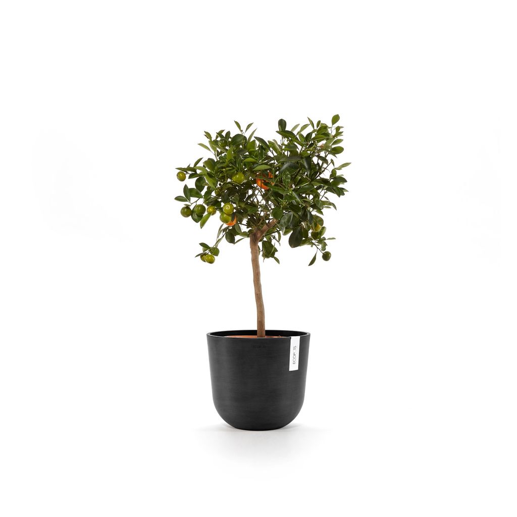 OSL.25.DG-Productshot_04-Ecopots_plant