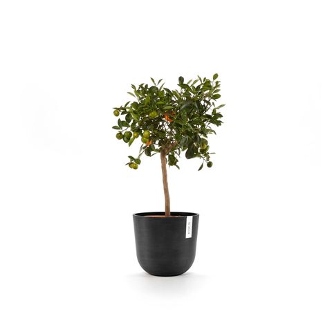 OSL.25.DG-Productshot_04-Ecopots_plant