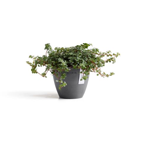 ANT.11.GR-Productshot_01-Ecopots_plant