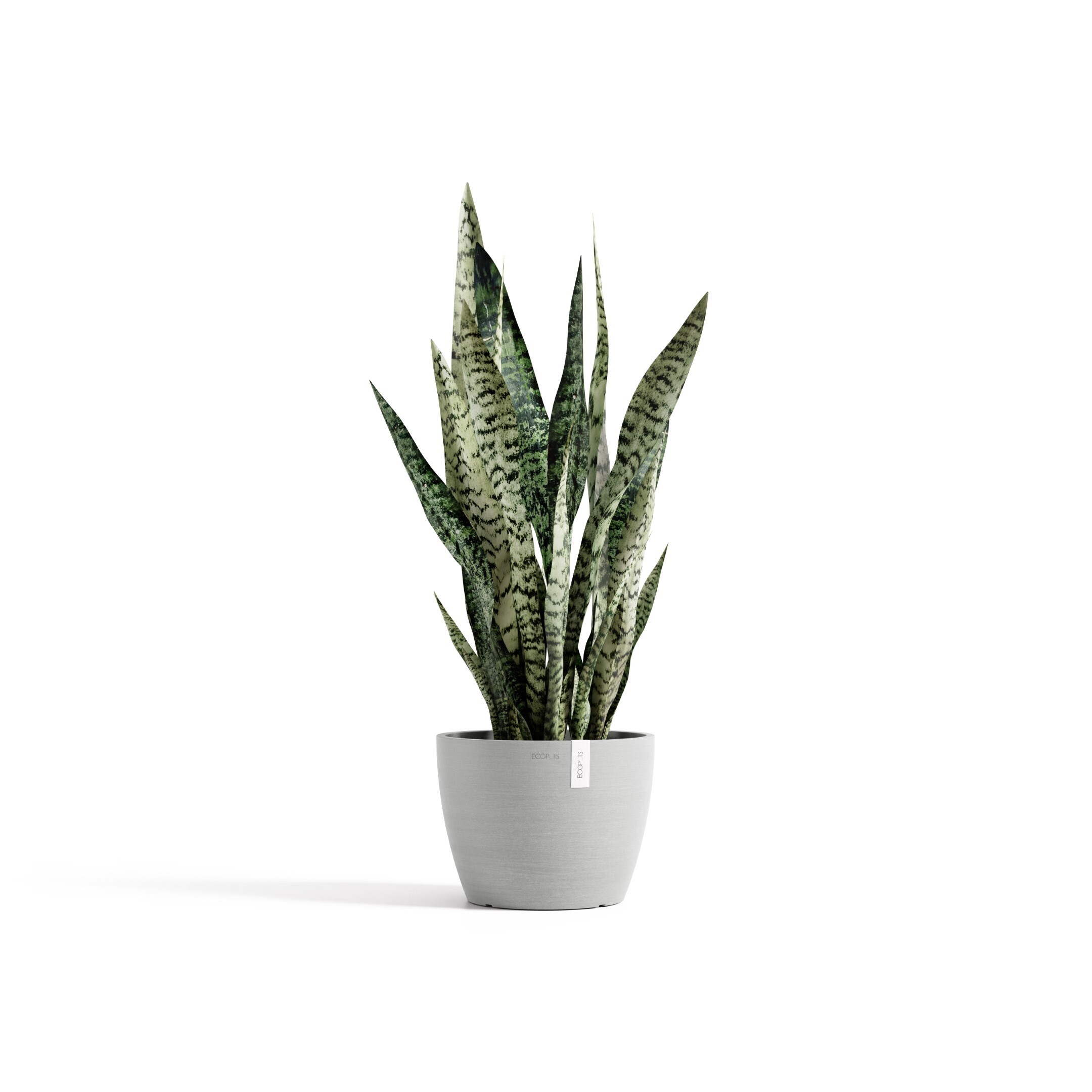 STH.24.WG-Productshot_01-Ecopots_plant