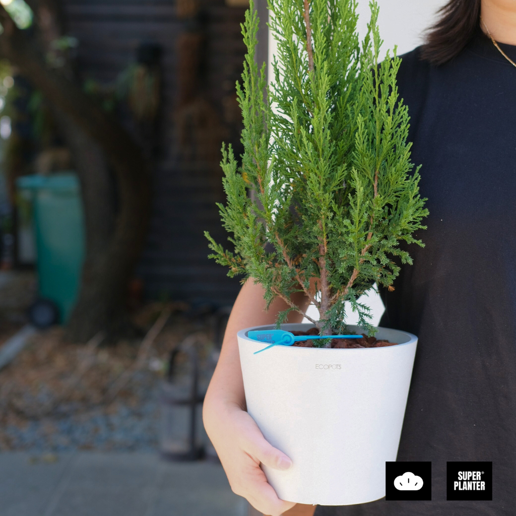 5151c113f13e5e6ea1ba7c793283a366