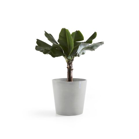 AM.60.WG-Productshot_03-Ecopots_plant