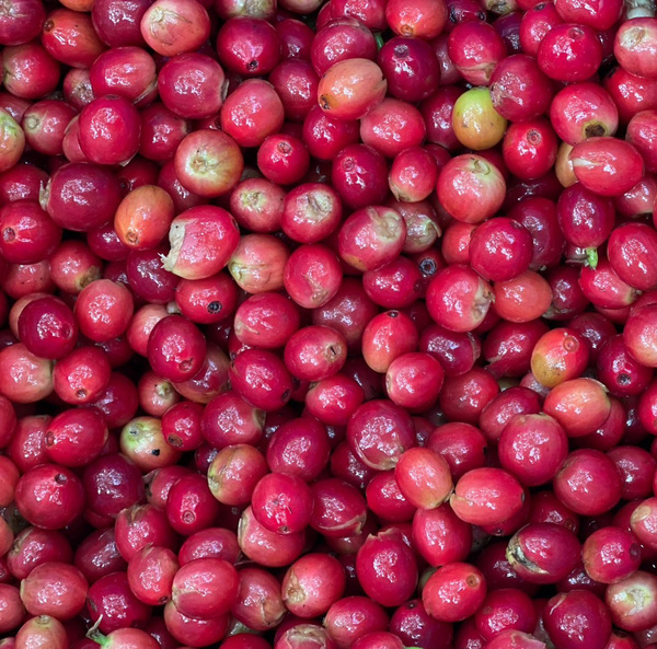 W1siZiIsIjIyOTU2L3Byb2R1Y3RzLzQxNTIyMDUxLzE2ODk1OTExMzlfOTA4MzRiMmUzYWUyMGQ1ZmY3ZDYuanBlZyJdLFsicCIsInRodW1iIiwiNjAweDYwMCJdXQ