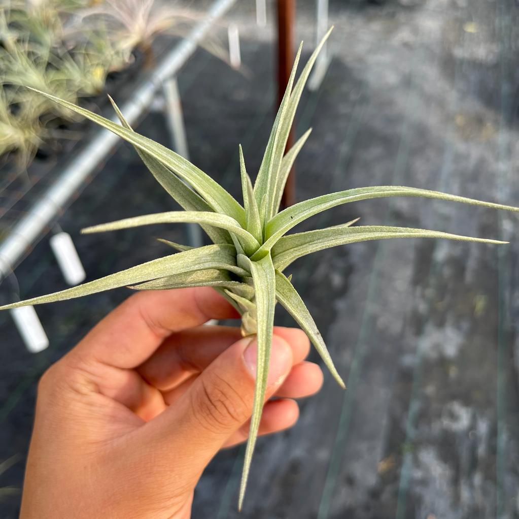 Ixioides Blue Albino Tillandsia Air Plants Miri