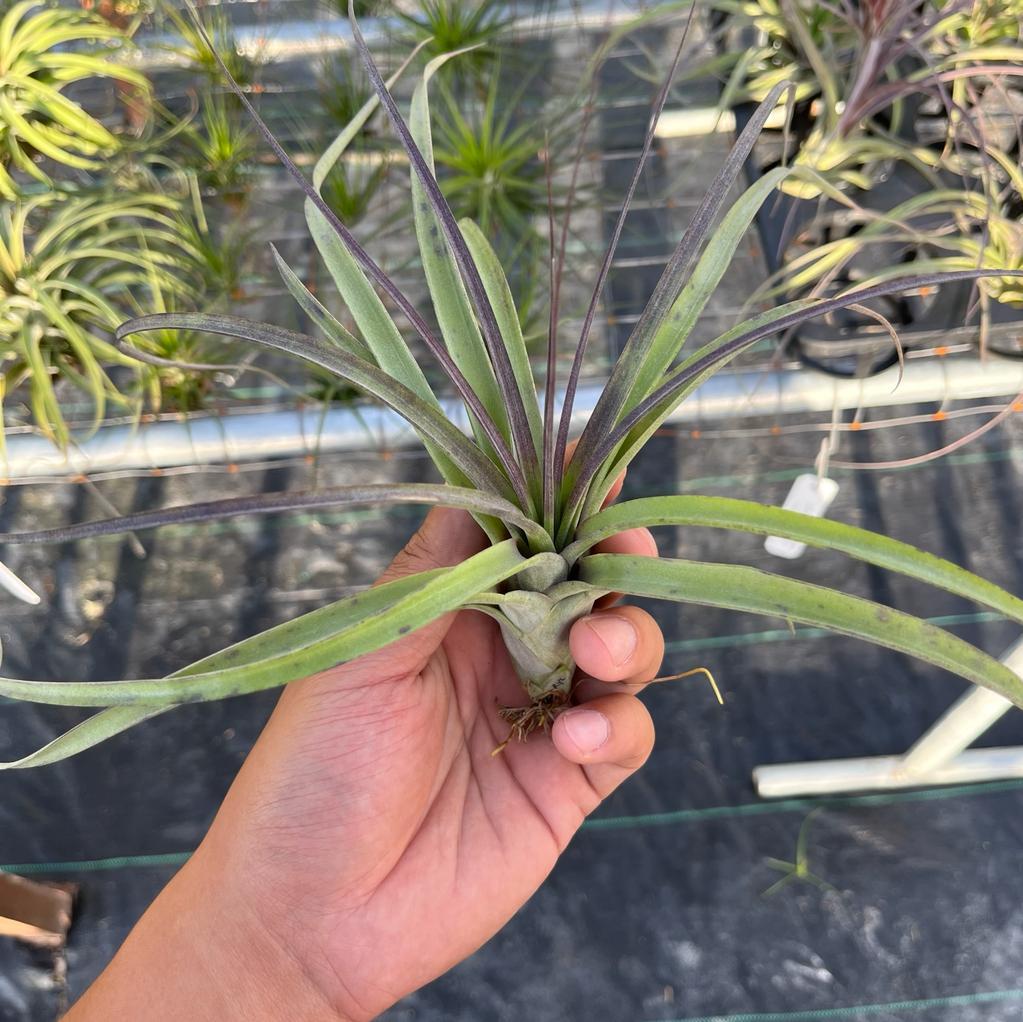 Royale Tillandsia Air Plants Miri