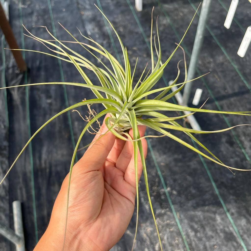 Starburst Tillandsia Air Plants Miri