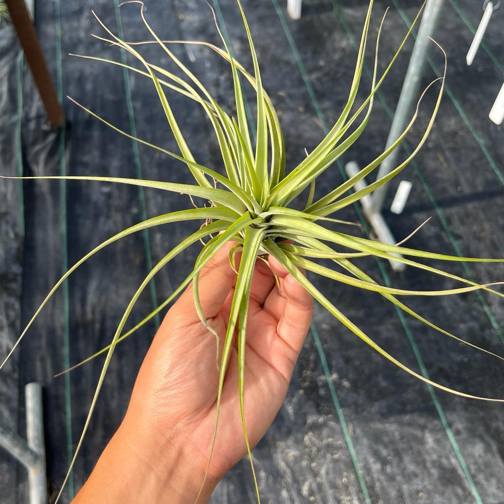 Starburst Tillandsia Air Plants Miri