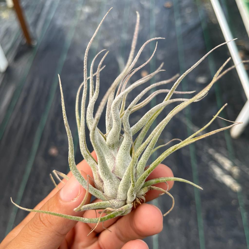 TY Tillandsia Air Plants Miri
