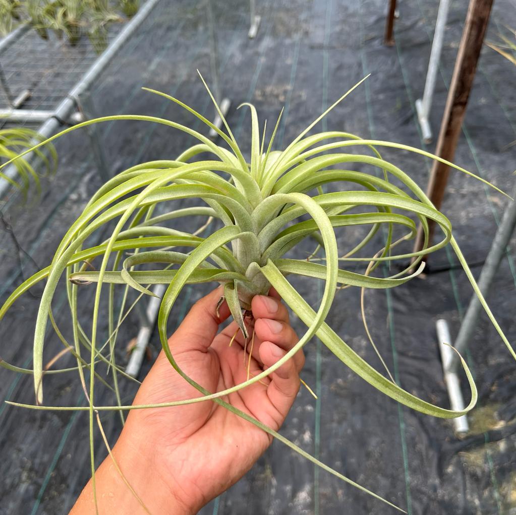 Jes Tillandsia Air Plants Miri