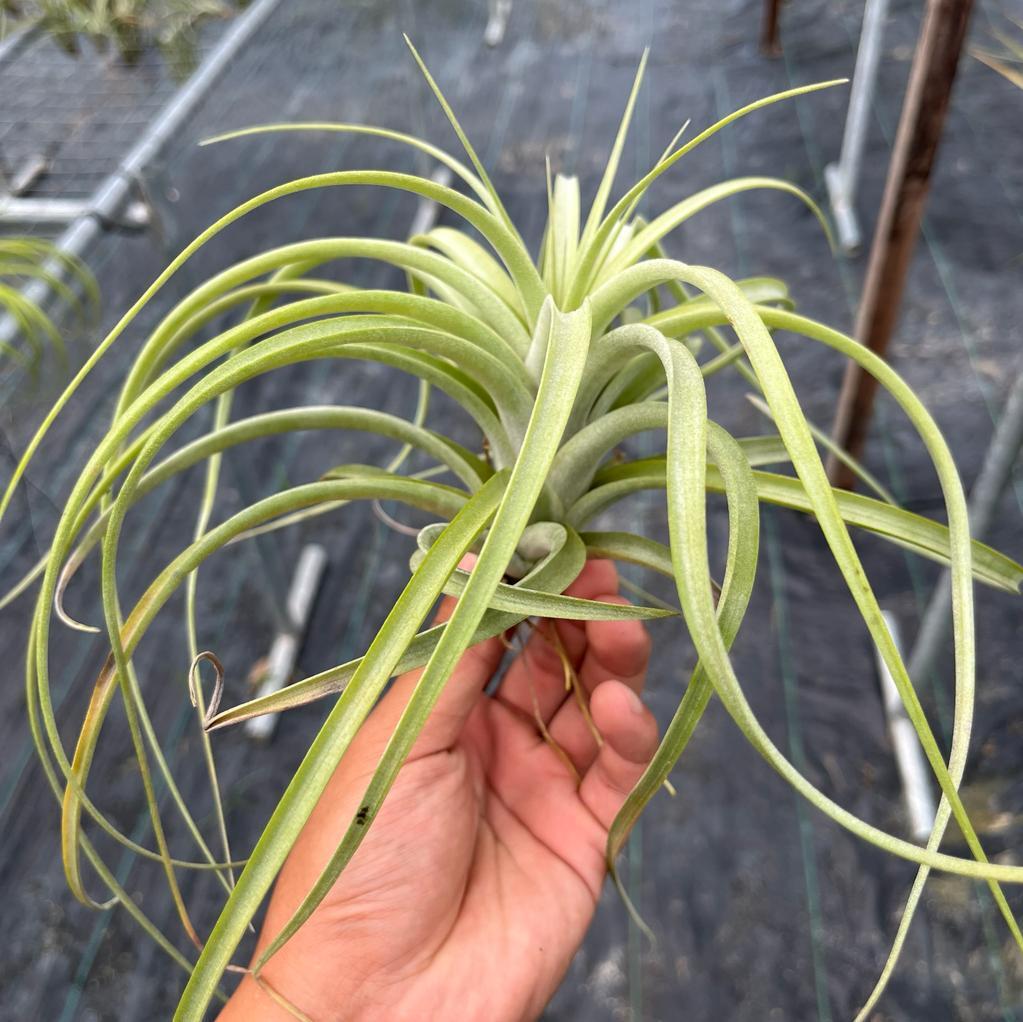 Jes Tillandsia Air Plants Miri