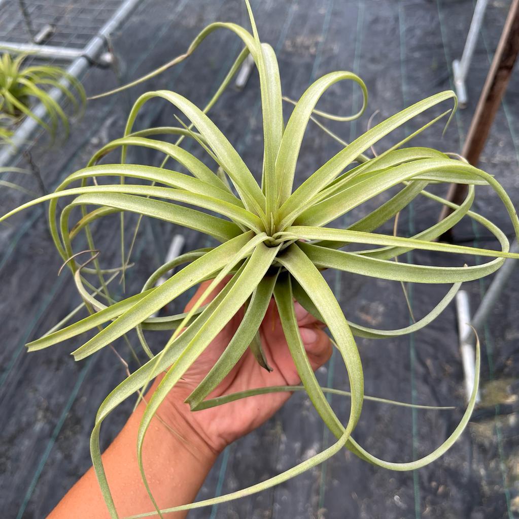 Jes Tillandsia Air Plants Miri