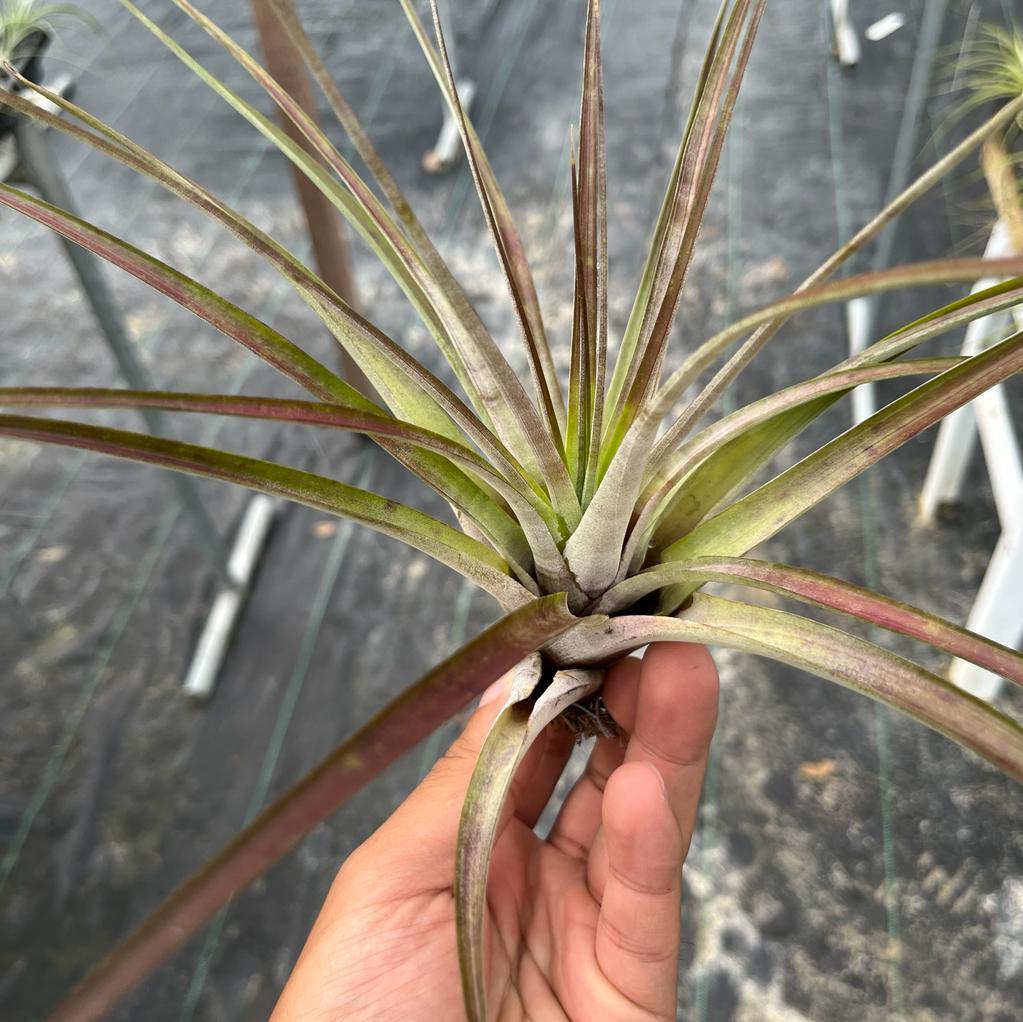 Fasciculata x Magnificient Tillandsia Air Plants Miri
