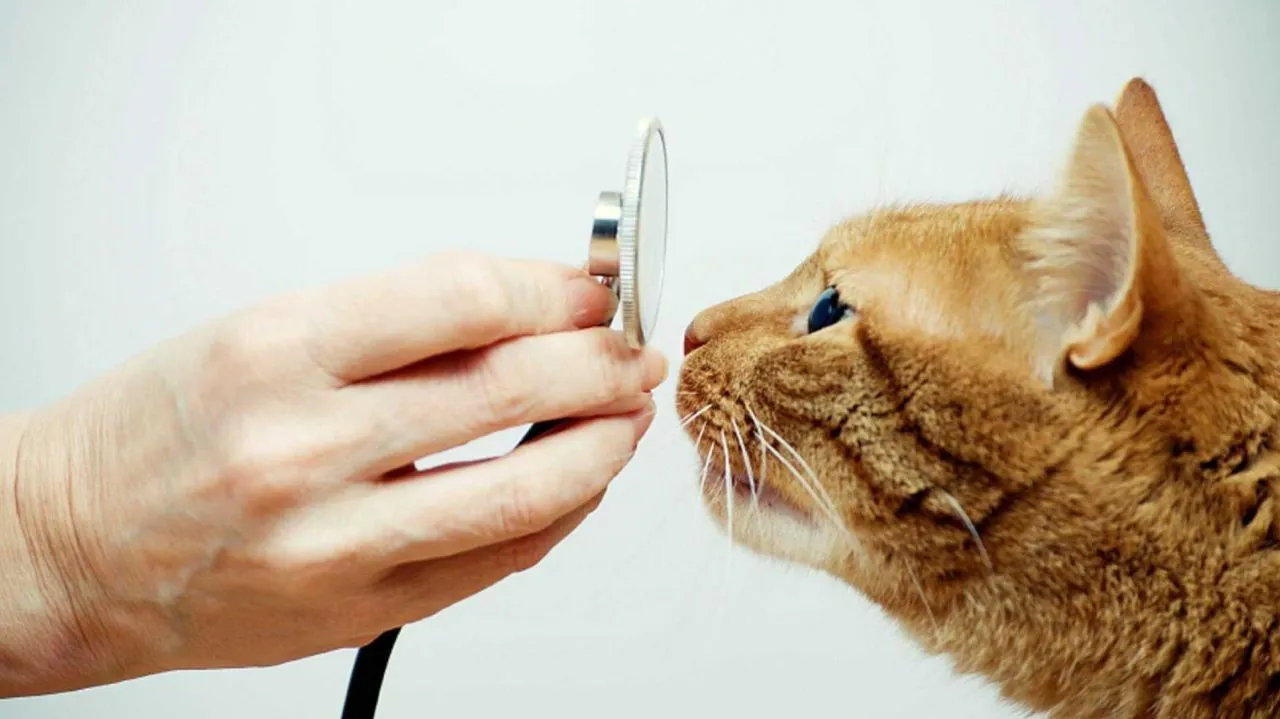 Ringworm, Lyme disease_ Illnesses you can get from pets