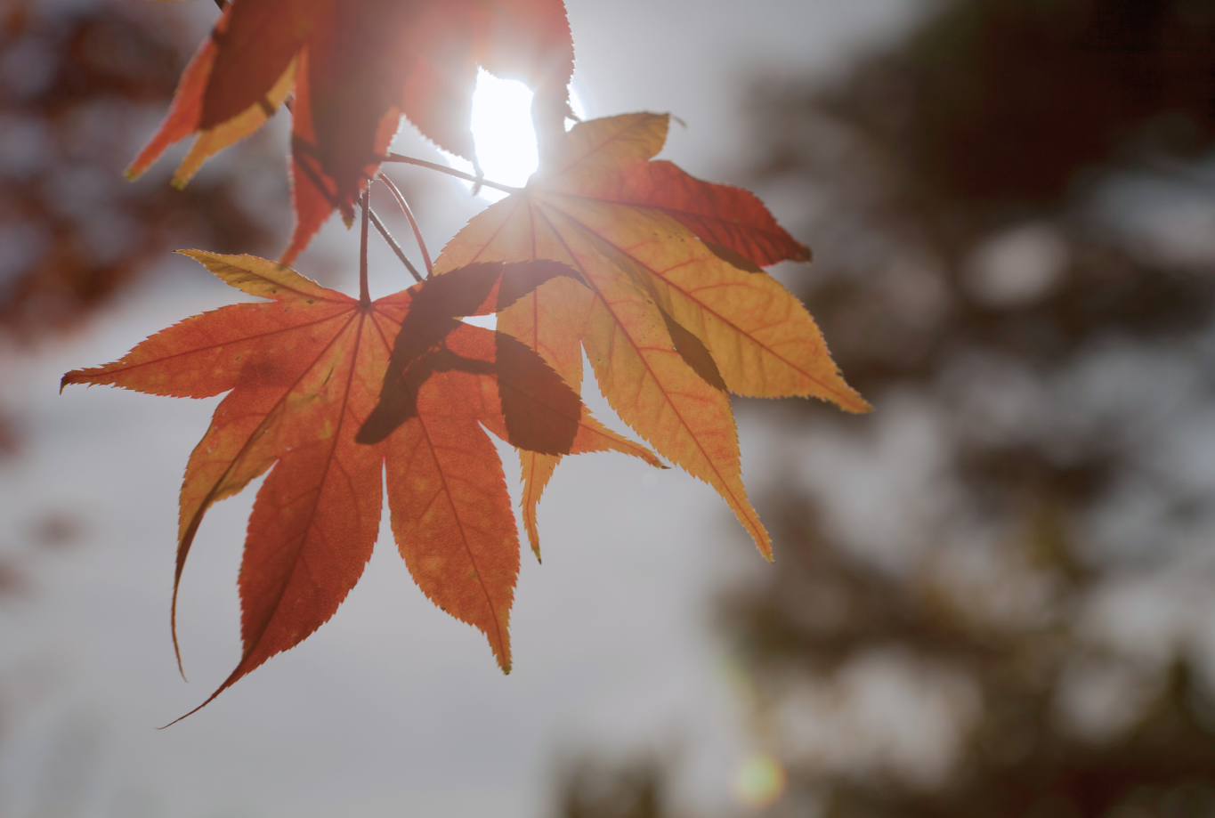 官網文章圖片 (53)