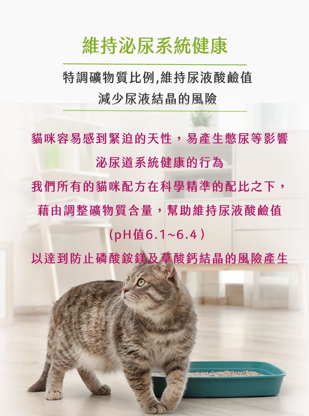 經典系列成貓 (8)