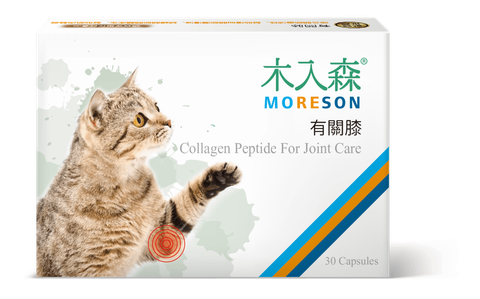 貓有關膝_正視_小