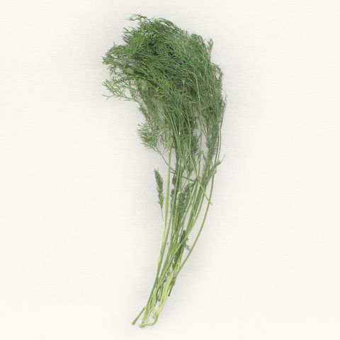 茴香-0