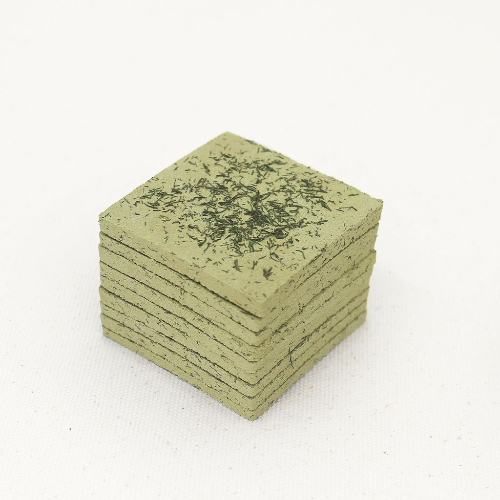 蒔蘿-3-1500