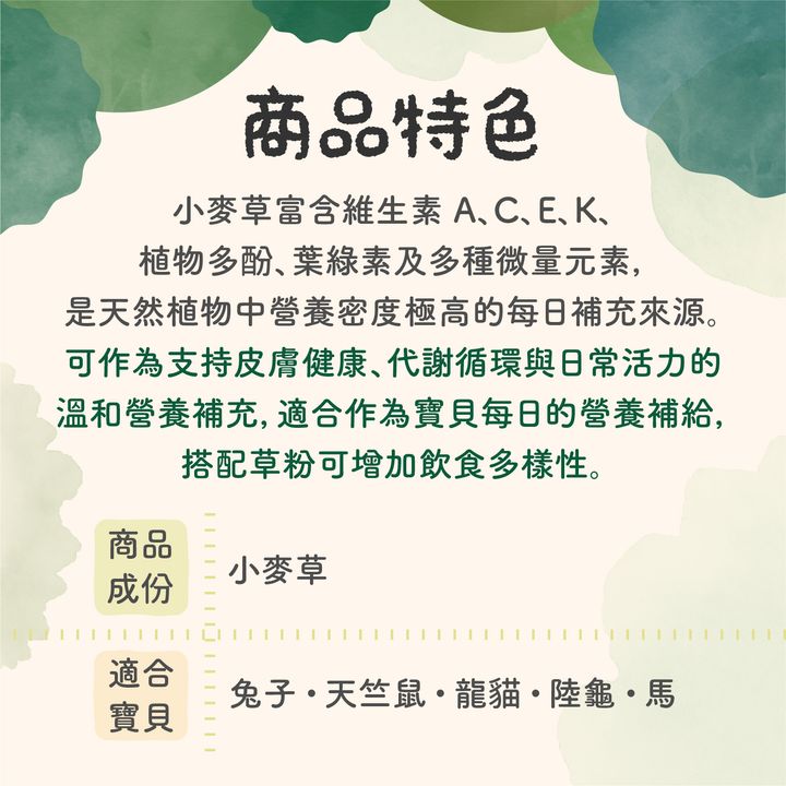 保健粉成份特色-小麥草、明日葉-251206_1