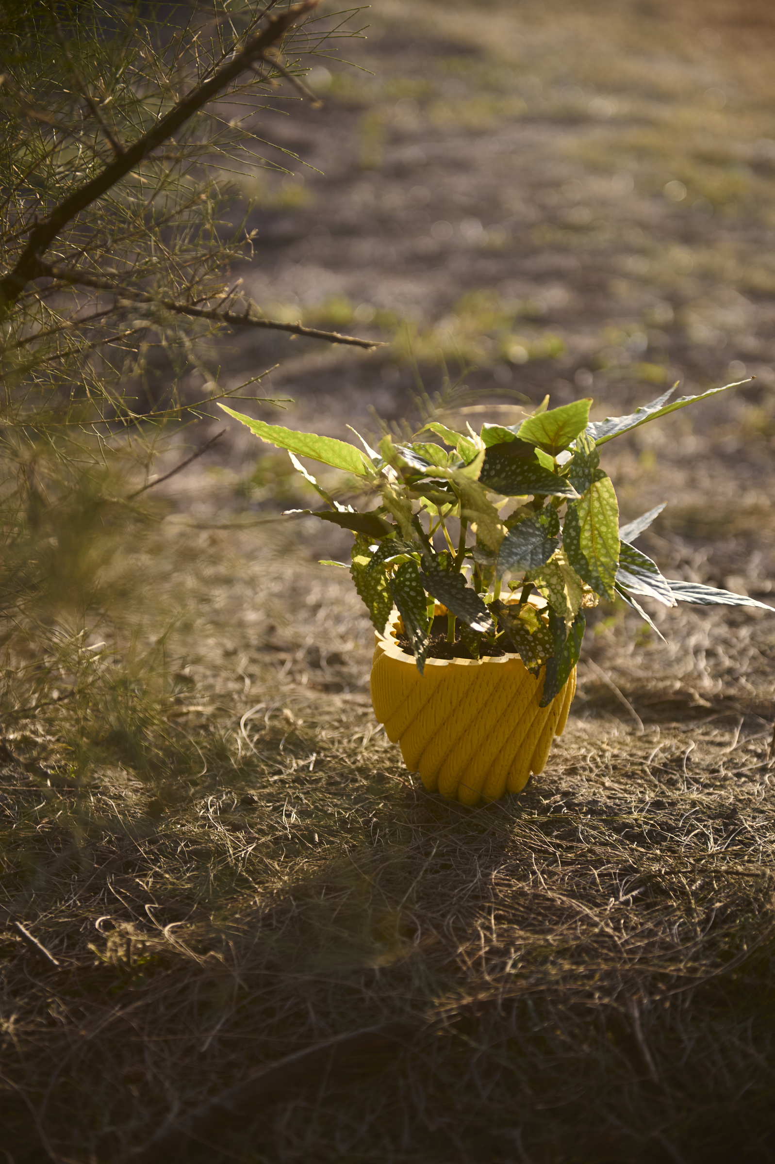 image_CA68D49D-3535-4D8D-B1CA-3407C789968F_1761793699