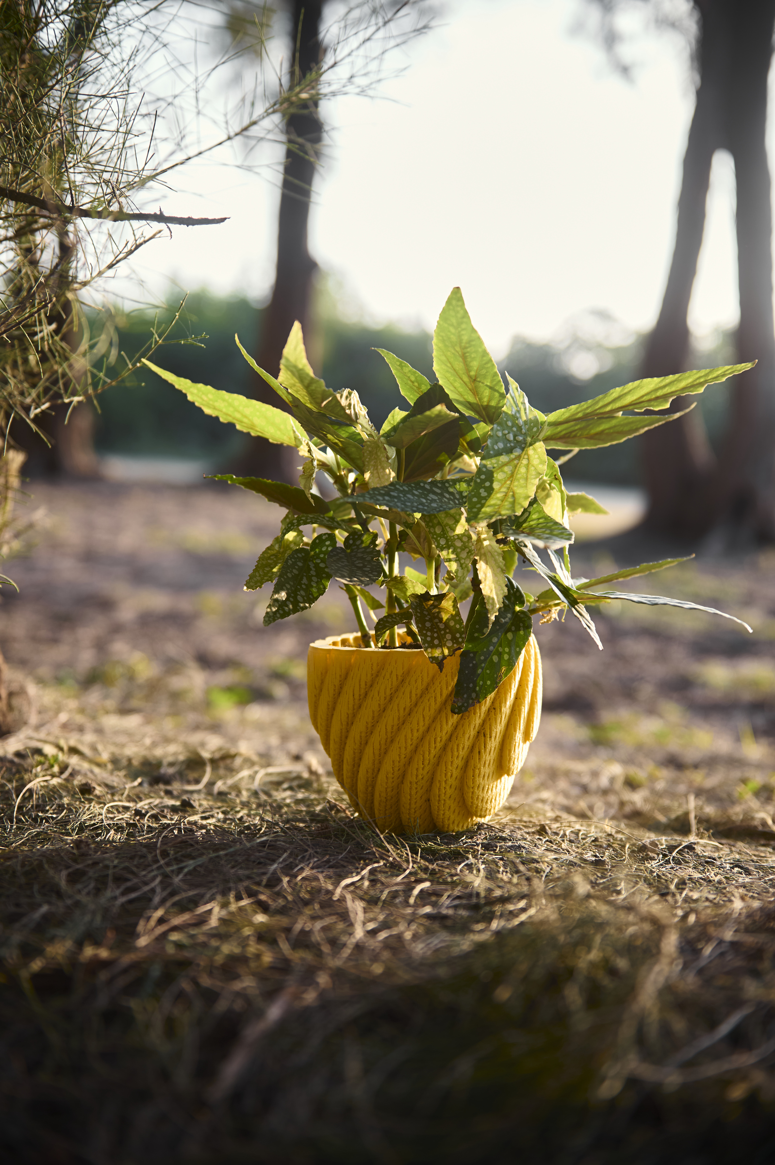 image_D1BE4D1C-69D2-4CF3-B0E4-BFD0D0A3A896_1761793699