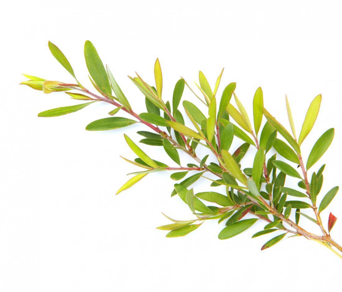 Benefits of Tea Tree to the skin