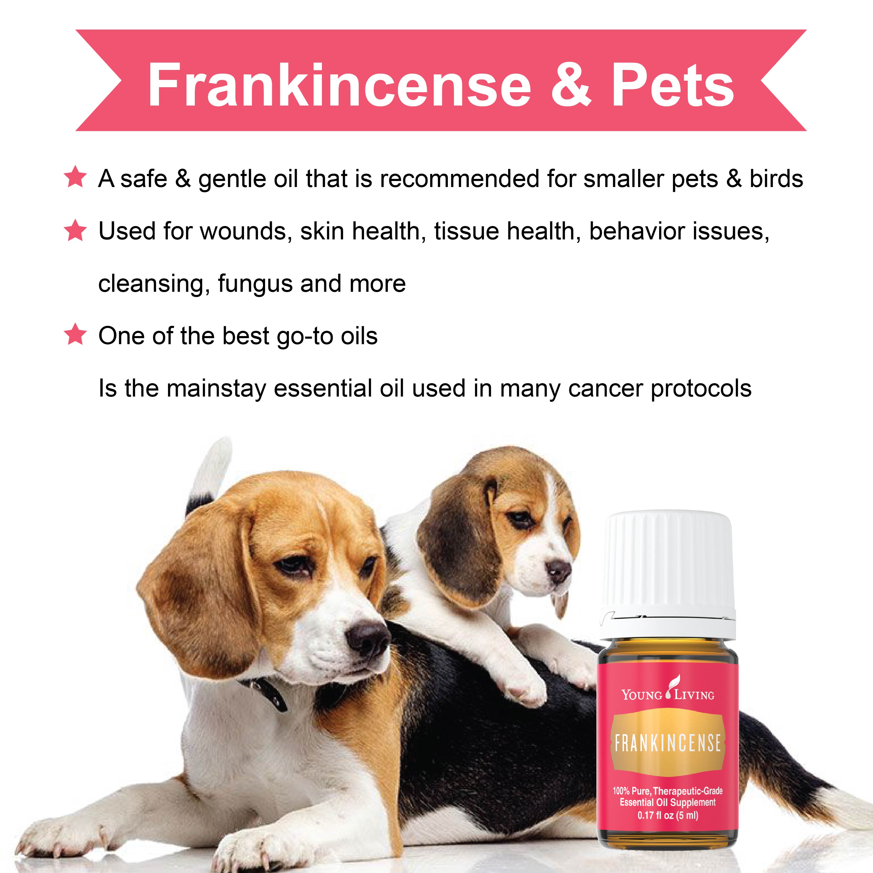 55 HQ Photos Essential Oils And Pets Toxic : Pin on essentials oils