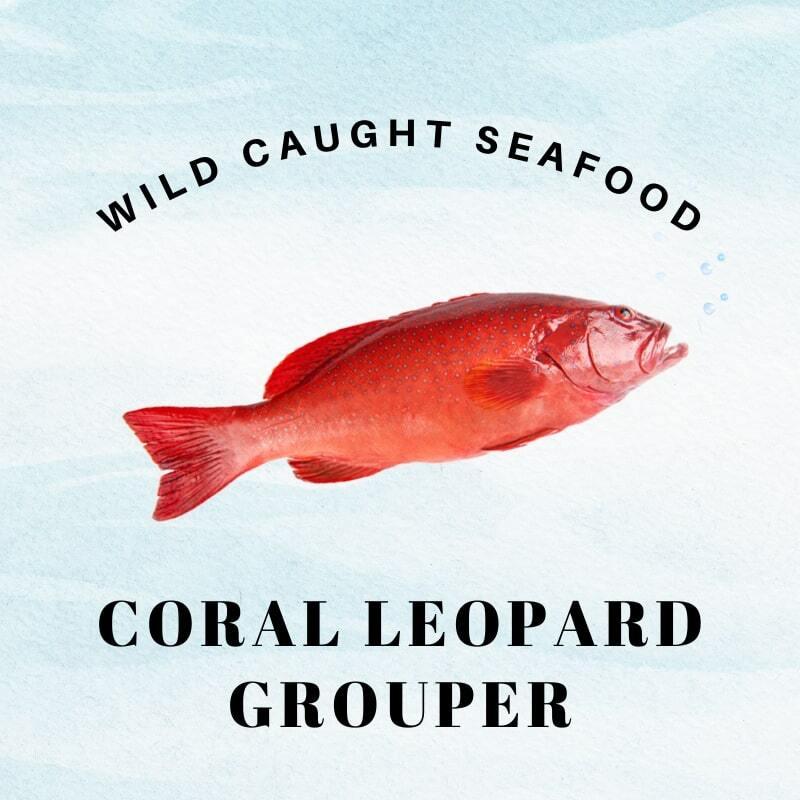 coral leopard grouper