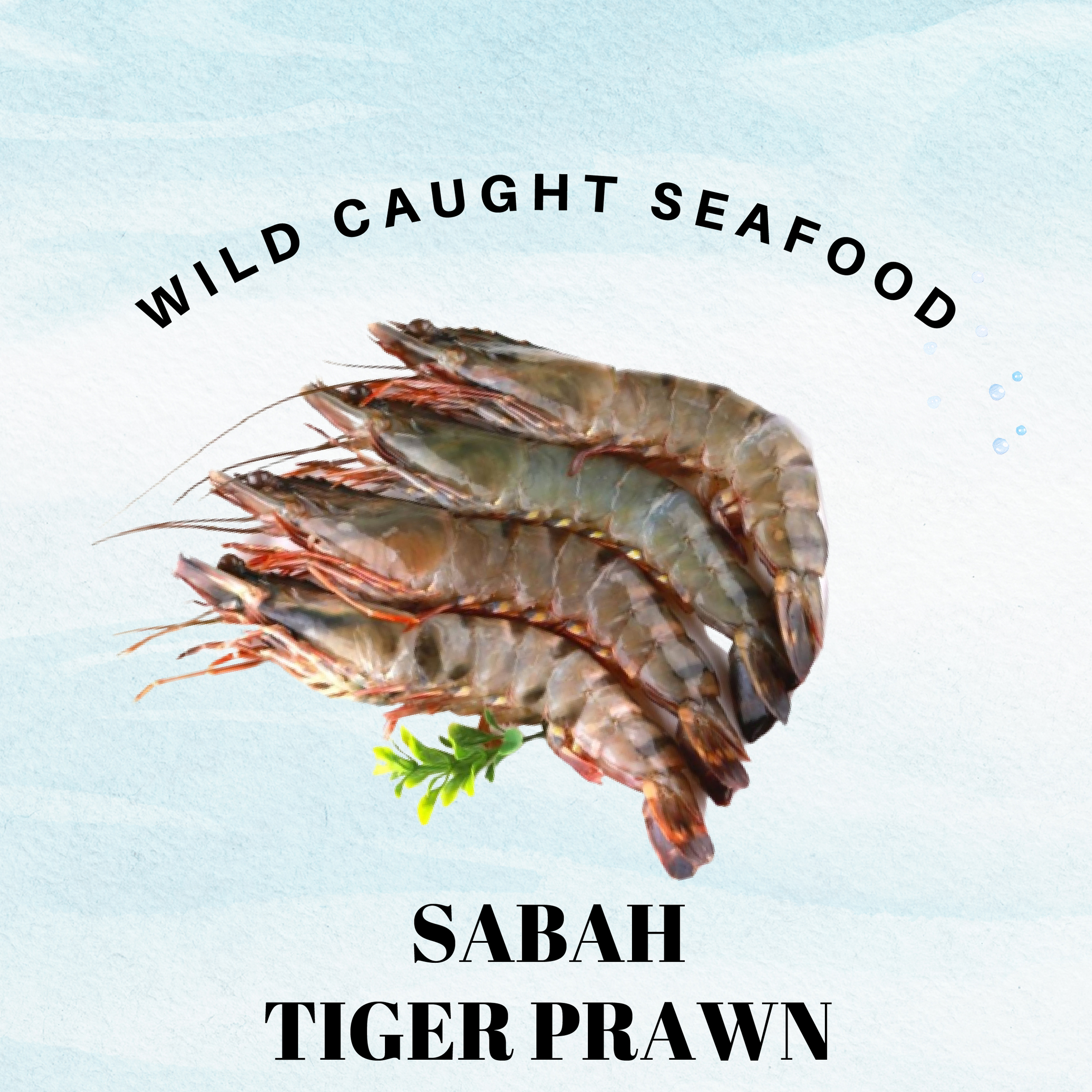 Fish Photo2_Tiger Prawn