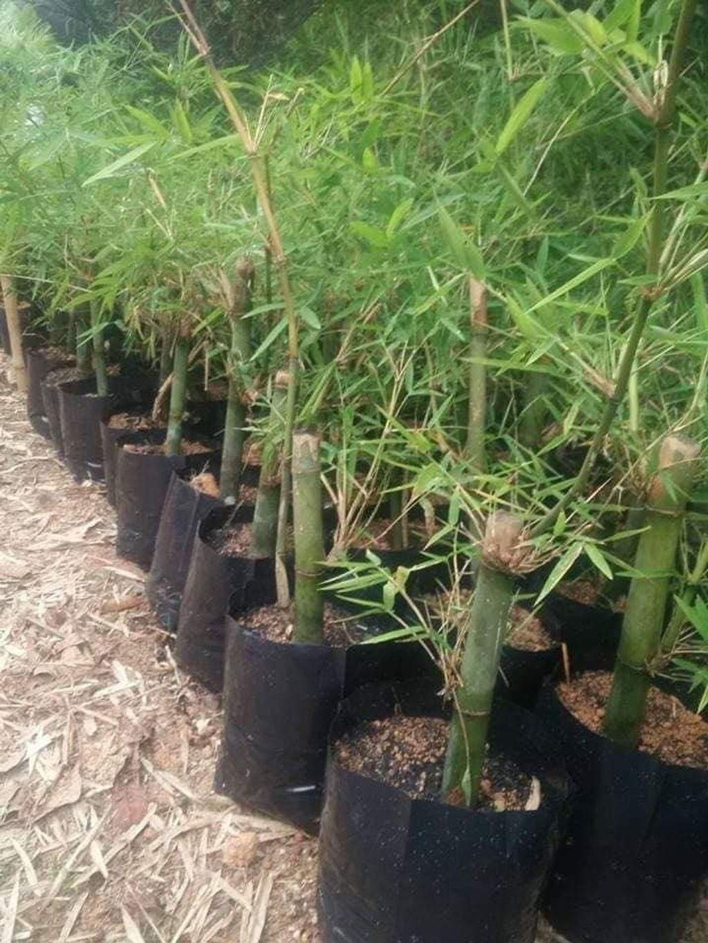 Facebook_creation_24418083