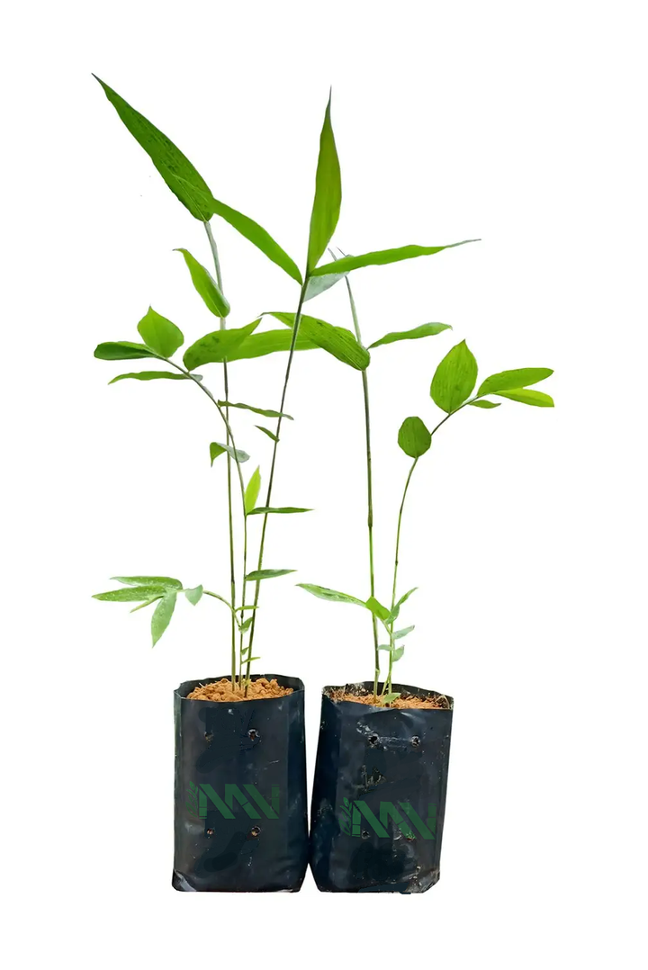 bamboo_1_Redmount