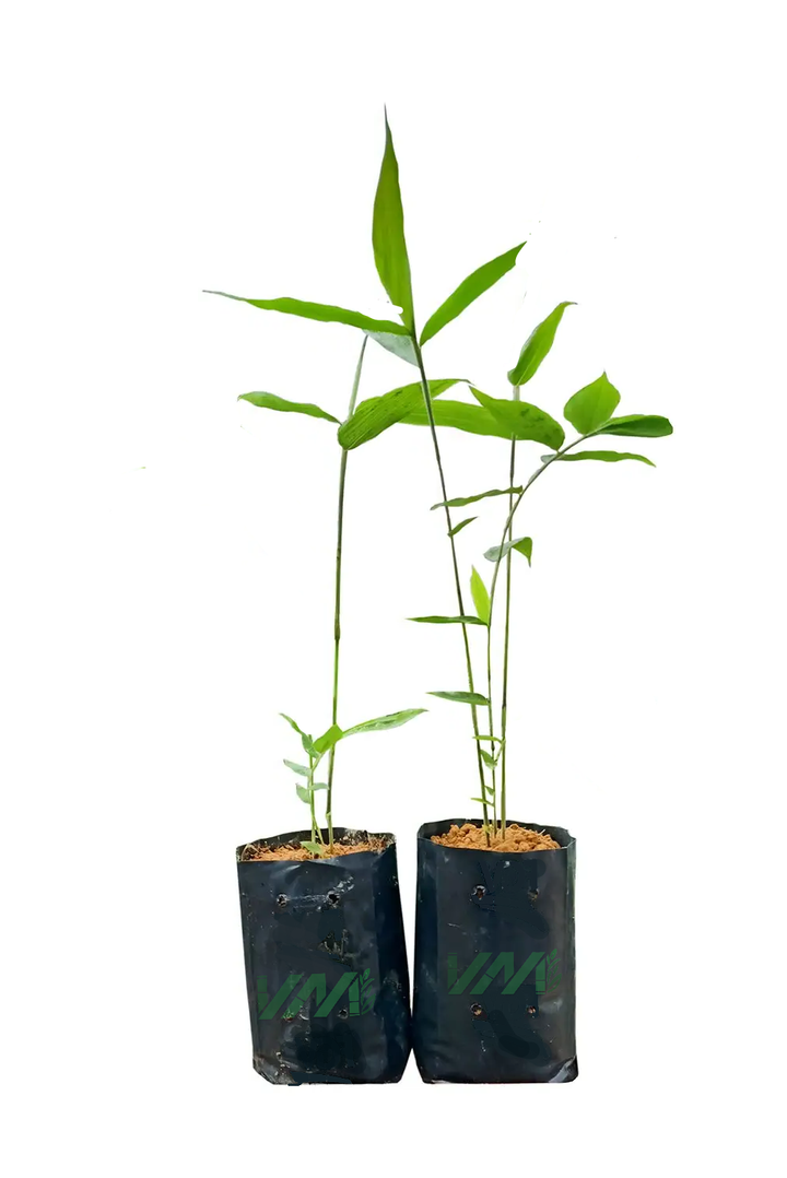 bamboo_2_Redmount