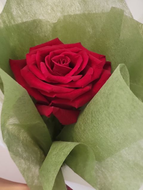 Single Imported Fully Bloom Fresh Flowers Bouquets