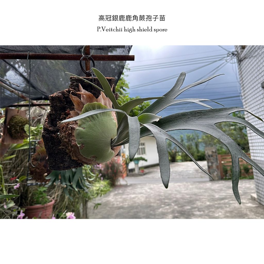 唯研系【蛻•變鹿角蕨】鹿角蕨。高冠銀鹿鹿角蕨孢子苗不適用7天 唯研系【蛻•變鹿角蕨】鹿角蕨。高冠銀鹿鹿角蕨孢子苗不適用7天