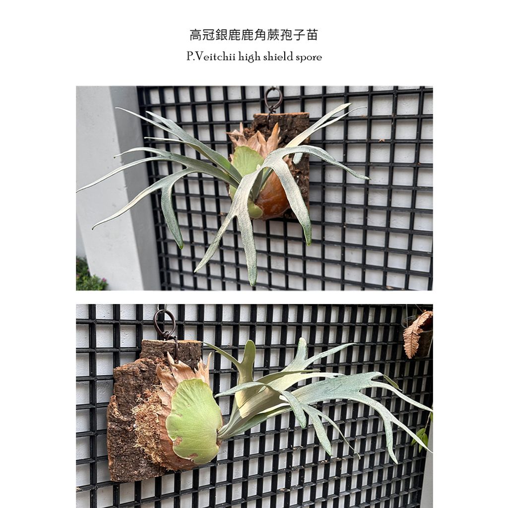 唯研系【蛻•變鹿角蕨】鹿角蕨。高冠銀鹿鹿角蕨孢子苗不適用7天 唯研系【蛻•變鹿角蕨】鹿角蕨。高冠銀鹿鹿角蕨孢子苗不適用7天