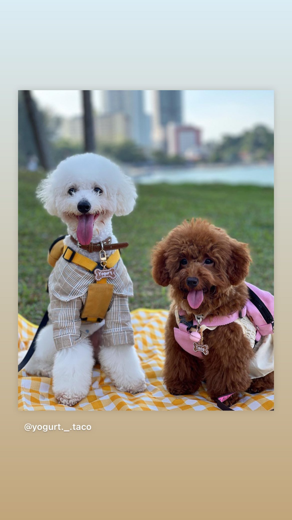 323716842_840422437022803_7584726550162338805_n