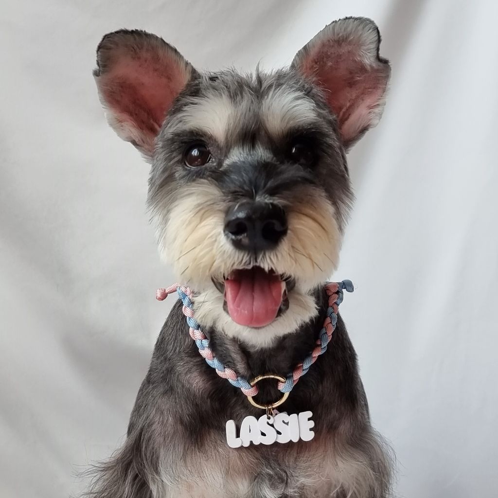 Schnauzer with white Chunky pet tag