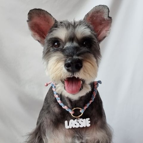 Schnauzer with white Chunky pet tag