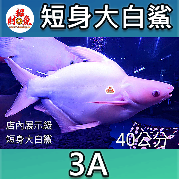 B60-短身大白鯊-3A-40公分-1