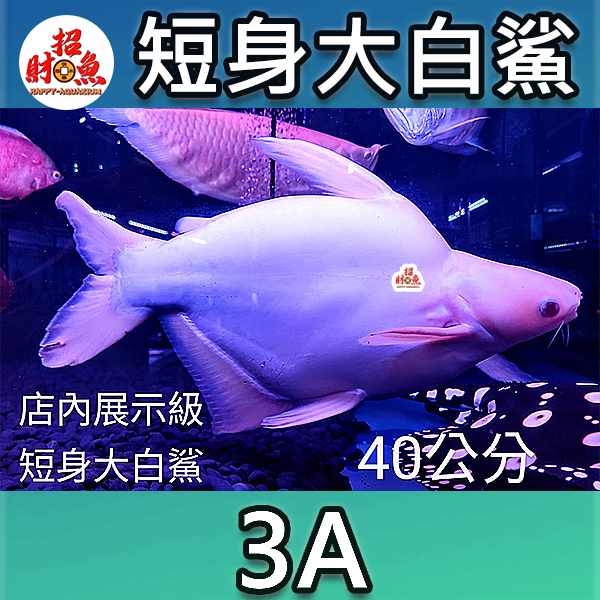 B60-短身大白鯊-3A-40公分-2