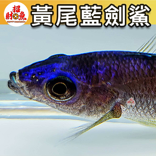 D05-小型魚-黃尾藍劍鯊-3