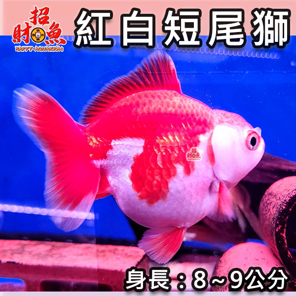 C02-金魚-獅頭-紅白短尾獅-4