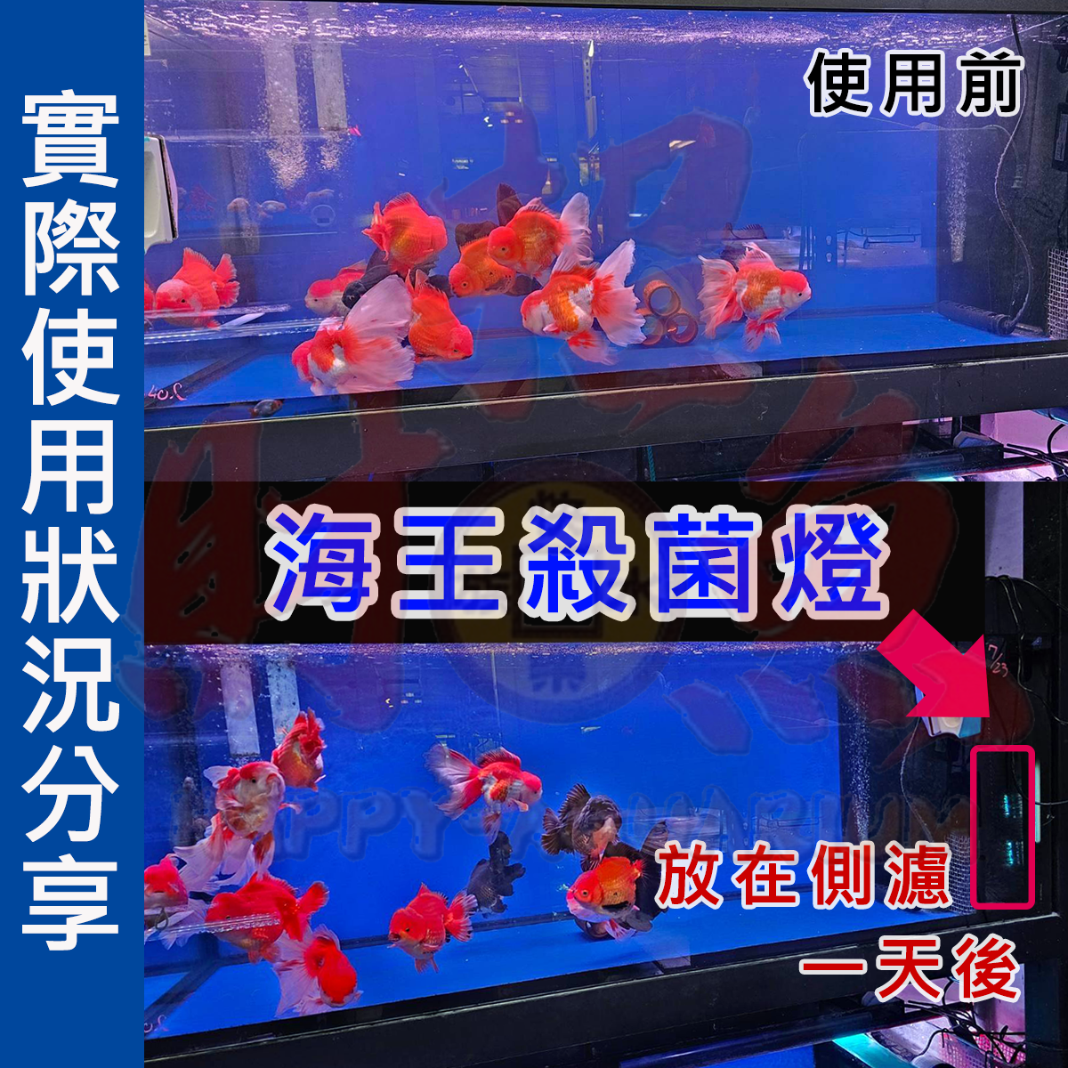 20230805-海王殺菌燈 招財魚