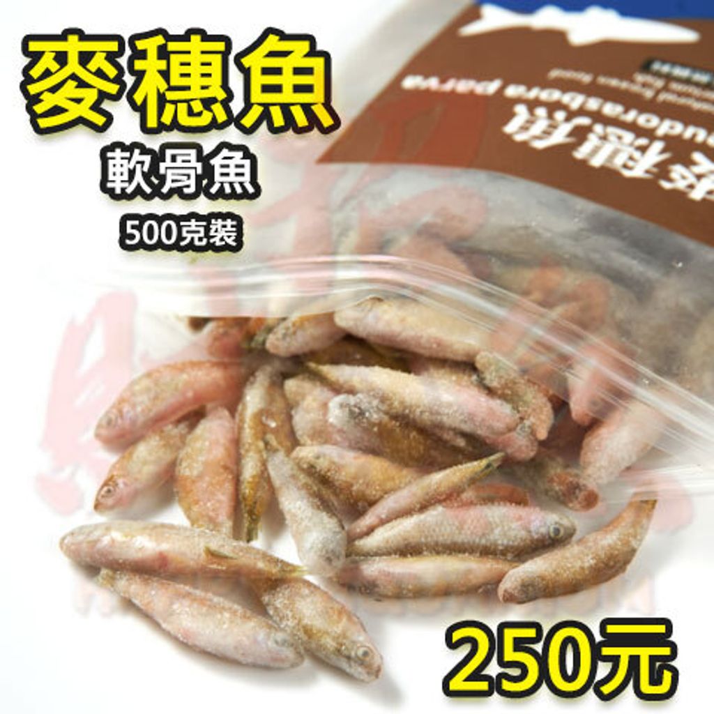4164-伯洋冷凍餌料-麥穗魚